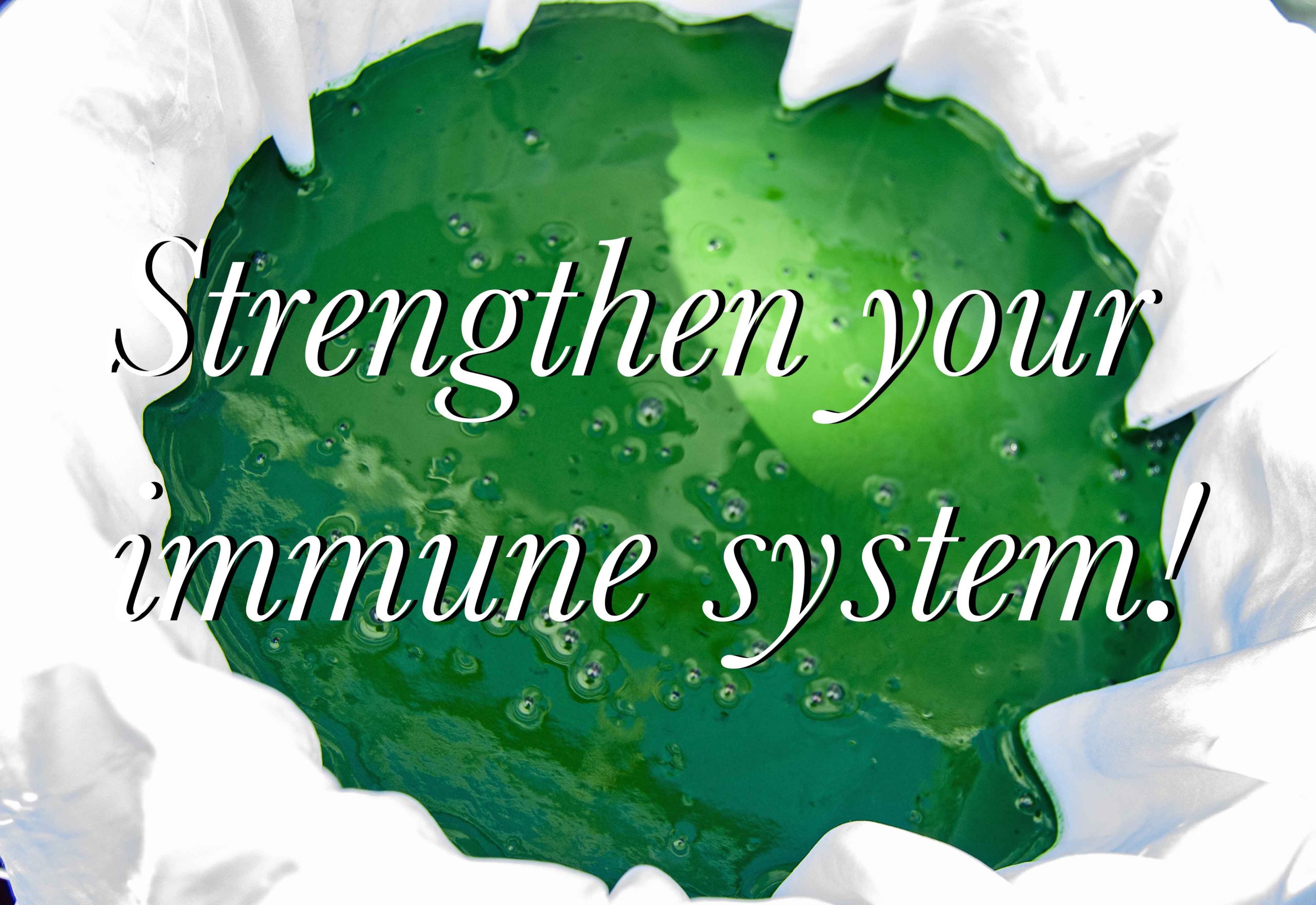 How Spirulina benefits immune system?